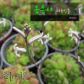 허브여울다육 옵튜샤(obtusa)지름 9cm 소품 다육화분, 1개