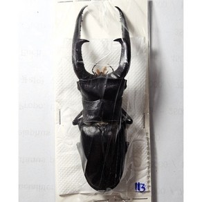 (Hexathius mandibulais sumatanus) 만디블라리스큰턱사슴벌레 [L-5-64] 곤충표본, 60~64mm, 1개