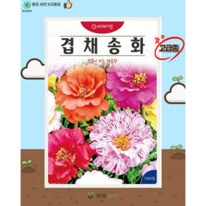 겹채송화 혼합 씨앗(1000립)채송화 꽃씨 종묘 종자 씨 영웅 KS, 1개