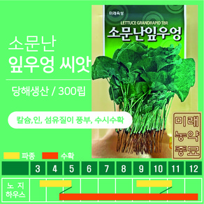 소문난 잎우엉 씨앗 300립, 13.잎우엉 동원종묘, 1개