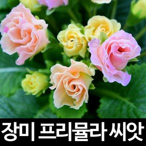 장미 앵초 씨앗 프리뮬라 종자 꽃씨 꽃 야생화 10알