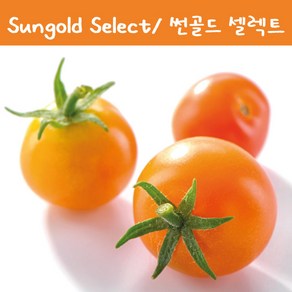 썬골드 셀렉트 Sungold Select 방울토마토 달콤한 희귀토마토 교육체험용 키우기 세트