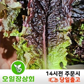 ( 오 일 장 상 회 ) 국내산 적상추 2kg 4kg, 1개, 2kg내외