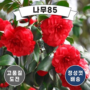 (나무85) 동백나무 3종 시리즈, 2. 동백 블랙로즈 7치 화분, 1개