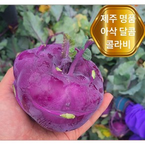 <가람유통> 제주 특품 아삭달콤한 제철 콜라비, 1개, 5kg