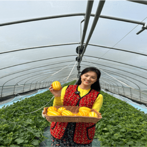 [어울가] 당도선별 산지직송 고당도 성주 꿀 참외, 1박스, 5kg(대과/9-15과)