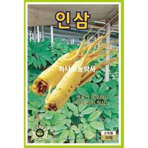 인삼씨 20립 인삼 씨앗 대장 KS종묘, 1개