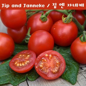 짚 엔 자네케 Jip and Janneke 희귀 난쟁이토마토 키작은 토마토 수경재배토마토 교육용 체험용세트, 1개