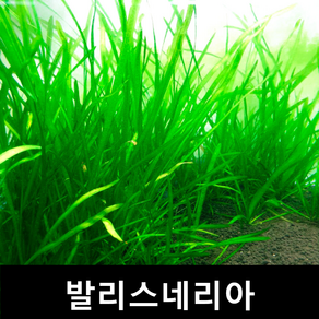 발리스네리아 (3개) 초보자수초 자연수초 부상수초 수초맛집 수초의모든것 수초몰 득템수초 수초농장 수초 수초전문 음성수초 초보수초 인기수초 구피 치어 은신처, 3개