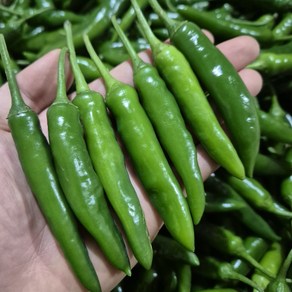 국내산 청양고추 엄청 매운 특품 1kg 5kg 10kg, 1박스, 청양고추 1kg (특)