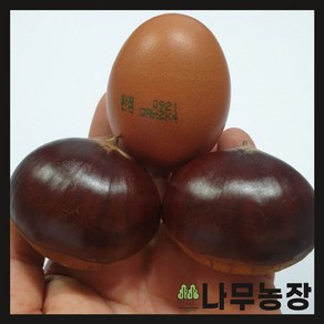 (나무농장) 밤나무 대보 R3 내외 결실주 분, 1개