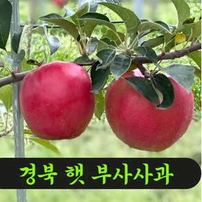 [개별포장] 주여비네 경북 고당도 햇 부사사과 가정용 사과, 1박스, 부사 3kg(소꼬마과 19~21과)