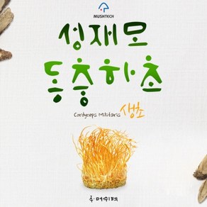 [성재모동충하초] 생초1통(85g)