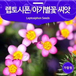 렙토시폰 씨앗 아기별꽃 베이비스타 꽃씨 꽃씨앗 50알