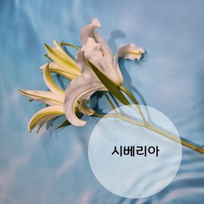 백합 꽃메일 꽃배달싼곳 생화 시베리아백합 르네브백합 꽃메일 한단 5송이 꽃다발 백합꽃, 핑크 (르네브) / 1단, 1개