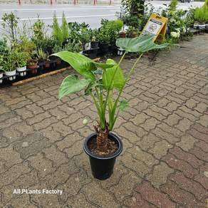 그린식물팜 하트알로카시아 대품 반려식물 공기정화 50-70cm