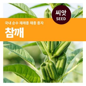 마이플랜트 참깨 씨앗 1000립, 1개