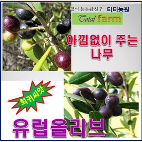 희귀씨앗/유럽올리브 10립, 1개