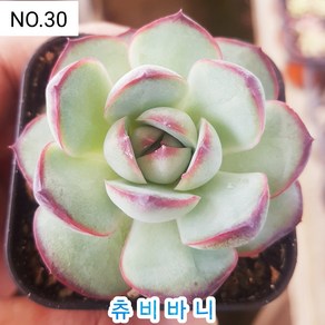 다육식물- 희귀 다육 100가지 모아보기, [NO. 30] 5.5cm 포트, 1개