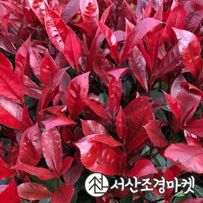 홍가시나무 묘목 레드로빈 키100~120cm 서산조경마켓, 10개