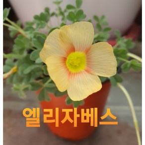 [비젼플라워] (야생화놀이터)--베란다월동-사랑초-엘리자베스-, 1개