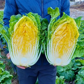 강원도 고랭지 명품 라이코펜 황금배추 절임배추 예약날자 지정일배송 김장 절인배추 20kg