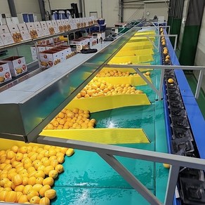 제일참청과 고당도 성주 참외, 1개, 5kg 못난이랜덤
