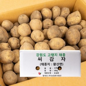 강원도 왕산면 채종 씨감자 수미 10kg 보급종 감자씨, 1개