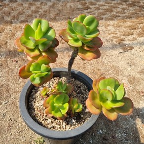 [수암다육] 홍매화 랜덤발송 Echeveia multicaulis 'Ginmei Tennyo' 랜덤발송 다육 다육이 다육식물 117, 1개