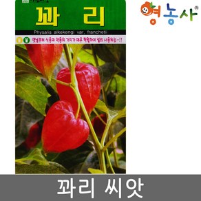 꽈리씨앗 50립 다년생식물 종자