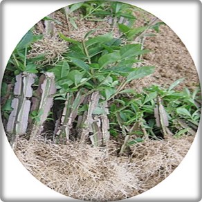 화살나무 참빗살나무 Euonymus alatus 촉촉수 묘목 삽목2년10주 꽃나무, 1세트, 녹색