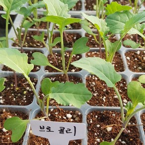 브로콜리 모종 2개 (1개 주문시 2개입니다)