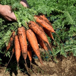 국내산 제주 구좌 흙당근 3kg 5kg 10kg (과수별골라담기), 1박스, 제주 흙당근 10kg (중사이즈/실중량)