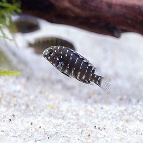 트로페우스 드보이시 2cm ~ 3cm [1마리], 1개, 10g