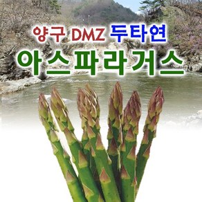 강원 양구 아스파라거스, 1박스, 소(1kg)