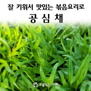 [모종심는아빠] 튼실하고 꽉차게 키운 공심채 모종 모닝글로리, 모종10포트, 1개