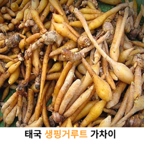 신선한 생핑거루트 500g 1kg 10kg 태국산 생핑거루트 태국 야채 가차이 까차이 아시아채소 동남아식재료 항공직수