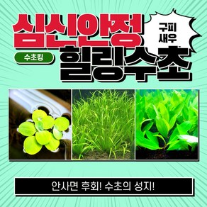 [수초킹] 심신안정 힐링수초 3종 10촉 / 구피 새우 치어 치비 암브리아 로타라 인디카 홍콩 루드위지아 구피수초 수초 수초전문 수초도매 부상수초 초보 어항 수초세트, 1세트