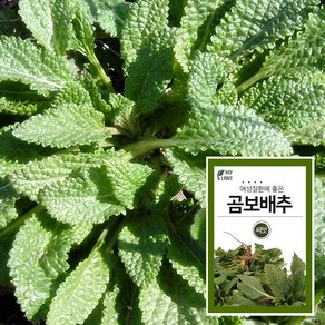 마이플랜트 배암차즈기 곰보배추 씨앗 1000립 채소 야채 텃밭, 1개