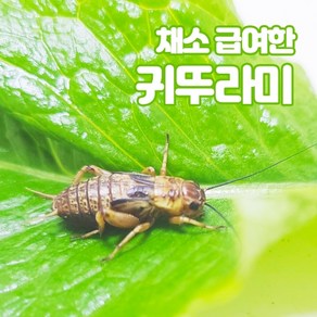 귀뚜라미 보온포장포함 레오파드게코 도마뱀 파충류 양서류 개구리 햄스터 고슴도치 끝판왕 살아있는 귀뚜라미 먹이곤충