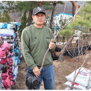 사과나무 묘목(결실주) 4 5년생 루비에스 감홍 부사 시나노골드 기둥사과 홍로 아리수, 4년생, 1개