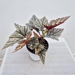 베고니아 하이웨이 (10cm/2촉), 1개, 은백색