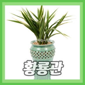 (주)꽃파는사람들 <황룡관투각분> 동양란 동양난 난배달 개업 승진 영전 이전 취임 퇴임, 1개