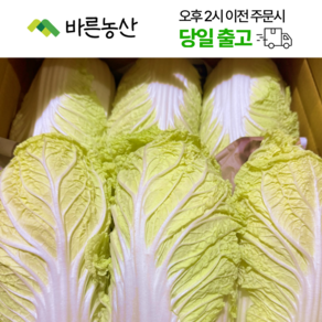 < 바른농산 > 국내산 알배기 배추 알배추 쌈배추, 12개, 500g