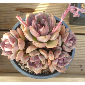 [수암다육] 다크초코렛 랜덤발송 Echeveria 'Dark Chocolate' 다육 다육이 다육식물