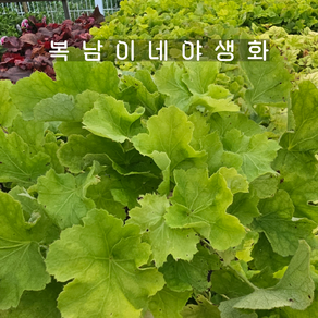 휴케라 시트로넬 [1포트 복남이네야생화 모종 반그늘식물 바위취 heuchea], 1개