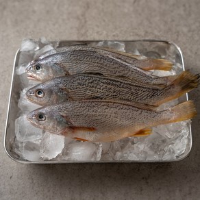 국내산 고소한 수조기, 1개, 1kg