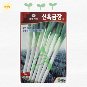 신흑금장 대파 씨앗 400g 대용량 파 씨 종자, 1개