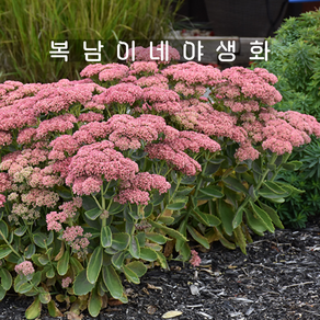 세덤 어텀파이어 [3포트 복남이네야생화 모종 다육식물 바위솔 큰꿩의비름 세둠 sedum], 3개