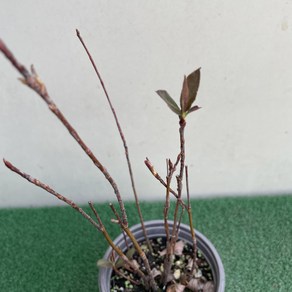 [다온야생화] N5525 꼭지윤노리 (9cm) [랜덤], 1개